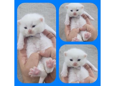 Bilgi özelden verilecek british shorthair