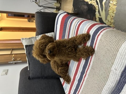 Yetişkin redbrown toy poodle dişi