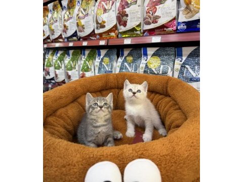 British shorthair yavrularımız