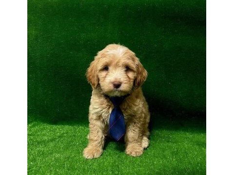 Maltipoo minikler