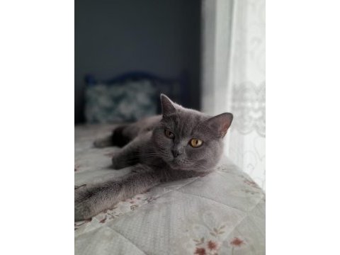 2 yaşında british shorthair