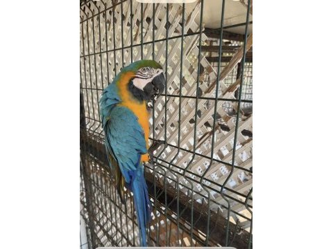 Ara macaw papağanımız