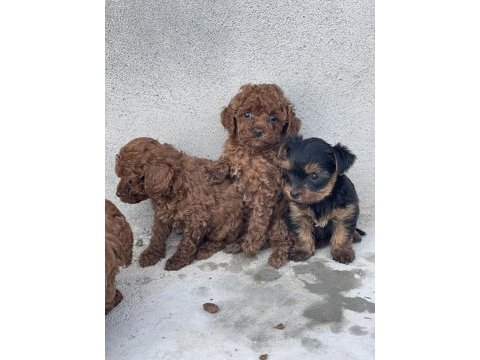 Red brown toy poodle