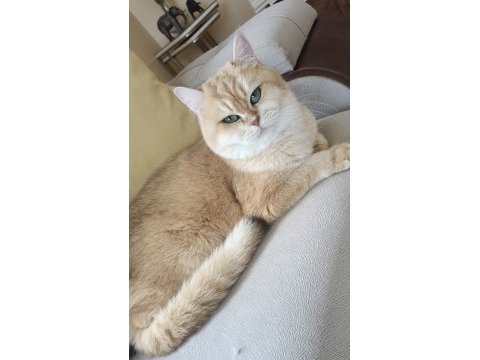 Şecereli safkan golden british shorthair
