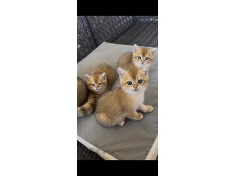 2 aylık british shorthair kedilerimiz yuvalarını arıyor