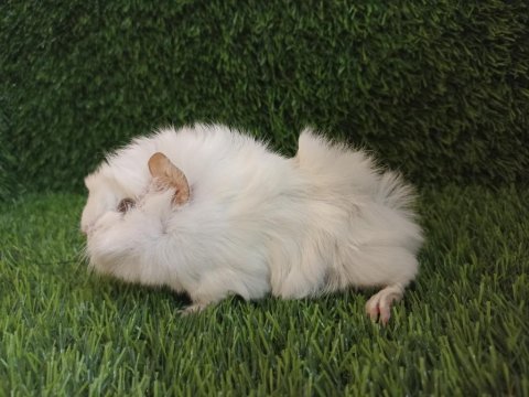 Guinea pig yavrular aynı gün set halinde teslim edilir