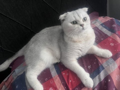 Kedim 1 buçuk yaşında british shorthair acil