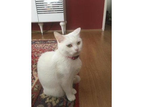 Altı adet yavru kedi bir adet anne kedimiz