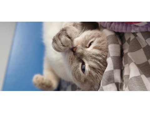 British longhair ve scottish fold yavrularımız yolda
