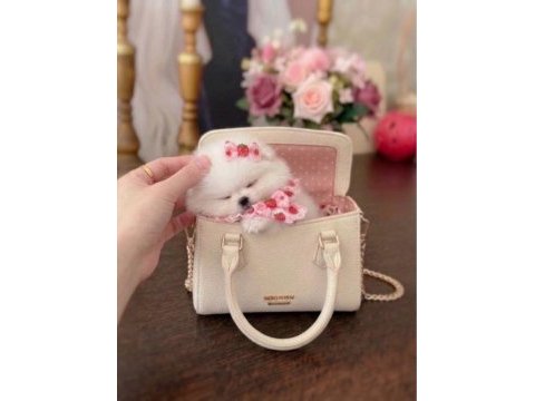 Mikro boy prenses pomeranian
