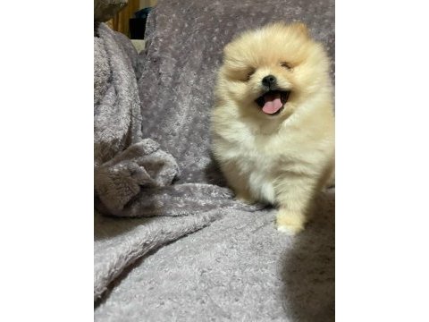 Pomeranian boo