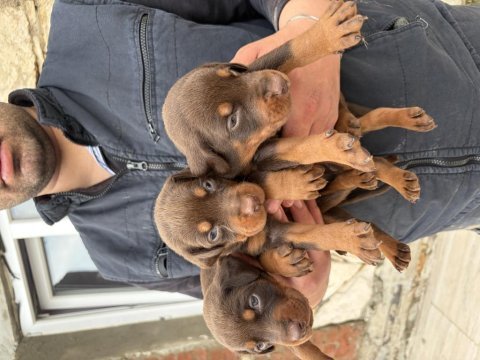 Asil ve güçlü doberman yavrular yeni yuvasını arıyor