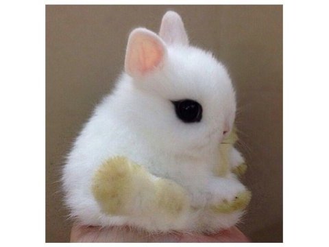 Hotot sürmeli göz cüce tavşan