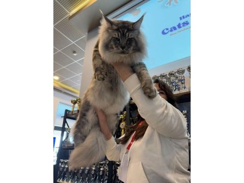 Onlar beklenen maine coon yavrular