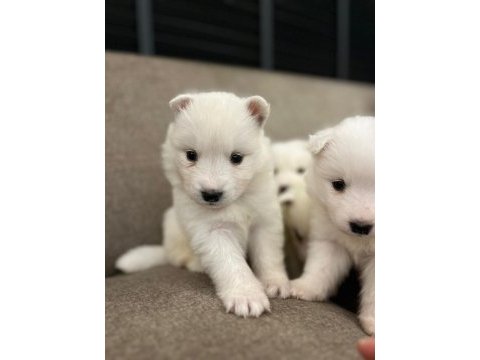 Samoyed kartopu bebekler
