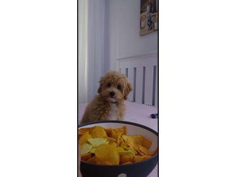 Sevimli maltipoo