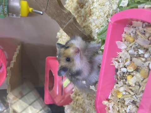 Hamster ve tüm ihtiyaçları (adresine gelsin iste)