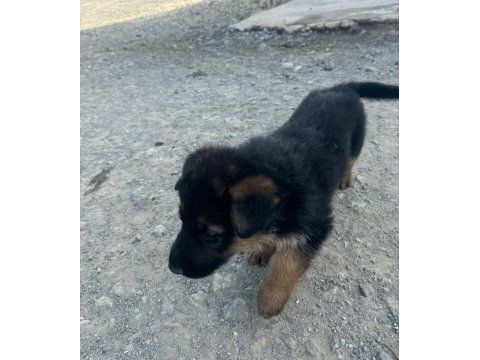 60 günlük erkek kaliteli alman kurdu