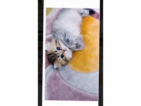 British longhair black golden minicik sevimli bebek