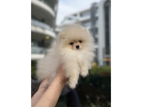 Ayı surat pomeranian boo köpeğimiz