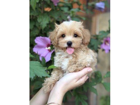 Safkan maltipoo bebeklerim
