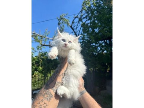 Safkan mavi gözlü maine coon xxl şecereli