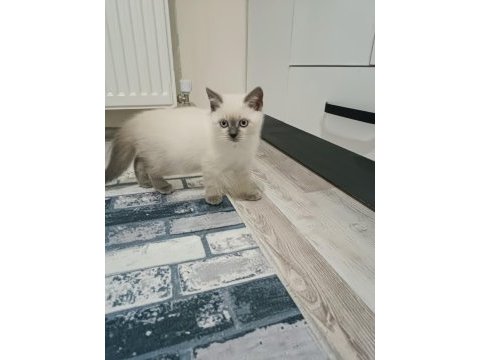 British shorthair blue point