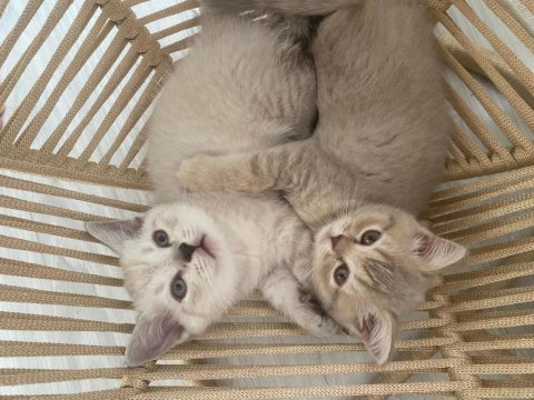 Lynx point ırk british shorthair