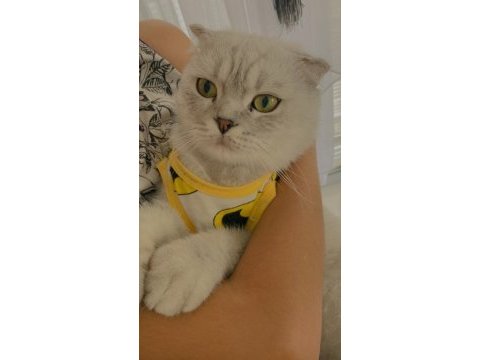 Çok akıllı, söz dinleyen scottish fold