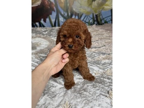 Toy poodle yavrular