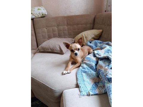 A kalite chihuahua