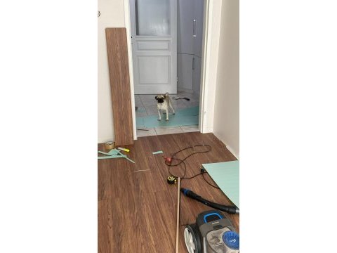 Linda 1.5 yaşında pug köpeği