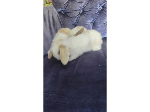 Orjinal hollanda teddy lop yavru tavşanlar