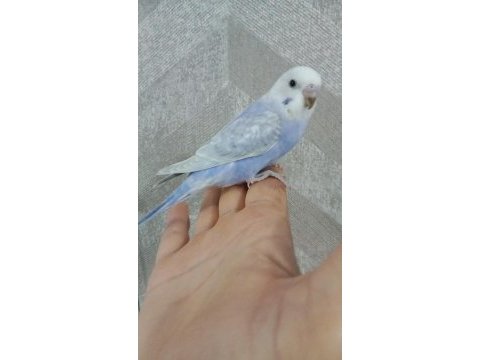 30 günlük erkek yavru muhabbet kuşu