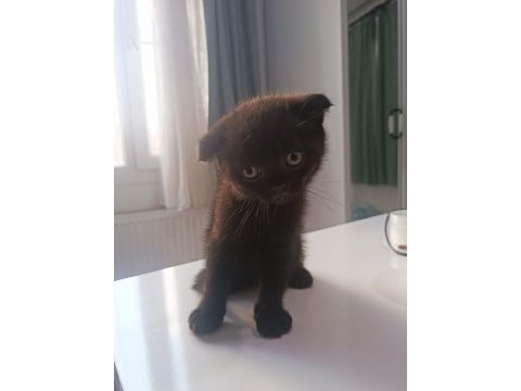 Scottish fold yavrumuz yeni sahibini bekliyor