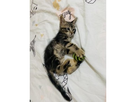 2,5 aylık erkek yavru kediye acil yuva arıyoruz