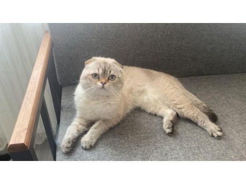 Scottish fold 1 yaşında