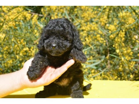Siyah inci toy poodle bebekler