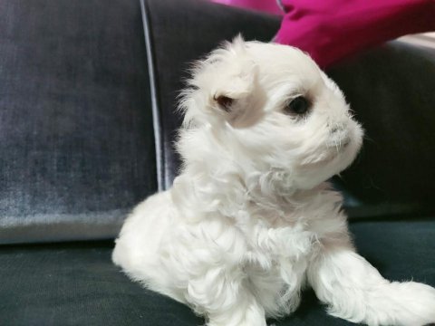 Kore maltese bebekler
