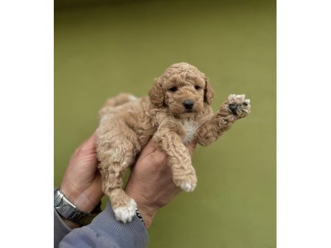 0 numara dişi maltipoo yavrularımız