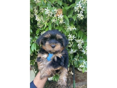 Yorkie shire şirineler