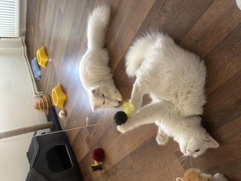 Casper dünyalar güzeli