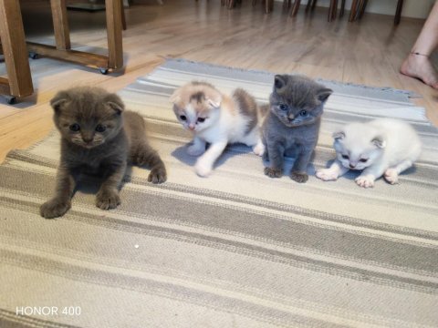 Scottish fold kediler