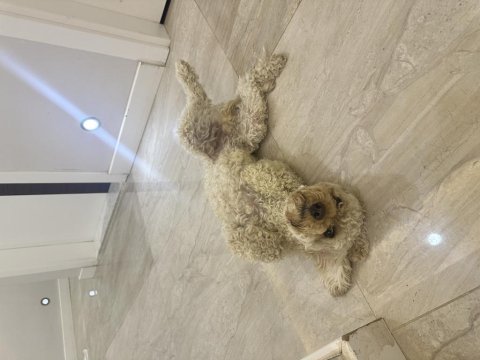 Orijinal toy poodle