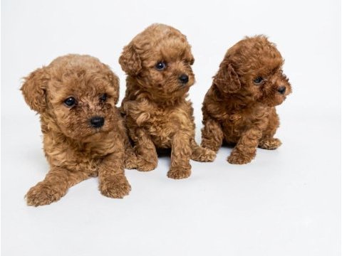Mükemmel toy poodle yavrular