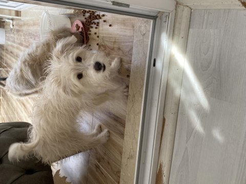 3 aylık erkek terrier