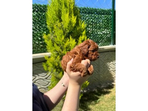 Teacup toy poodle 1 aylık