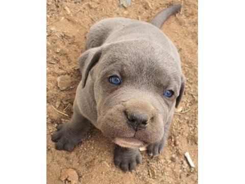 Sılver blue yanı gumus ve mavı gozlu nun en guzellerı