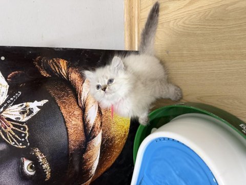 British longhair prensesim hazır