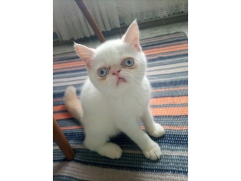 Dişi ve erkek persian
